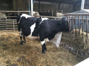 Shetland heifer, Rogiavi Picsie