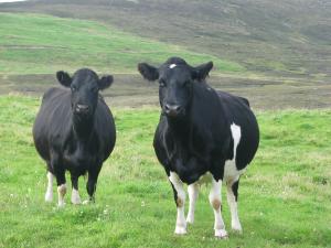 Shetland X Limousin coos above Gillarunna house.