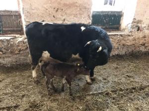 Carn Bhren Inish with Fearnag Arabella, first Shetland born into the herd