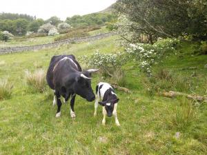 Littlester Moira, 13 y.o. with new calf, 2019