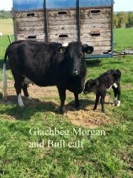 Glahbeg Morgan and bull calf.