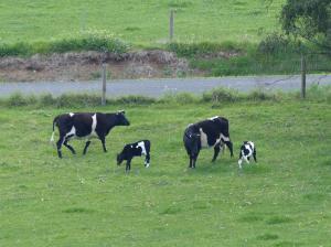 Zetralia Avelyn and Zetralia Aith with calves