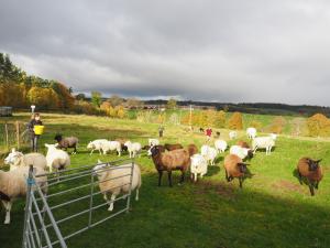 The flock.