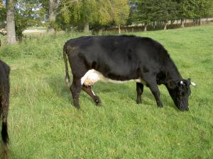 Boquhapple Bunting, one of Glachbeg's early cows