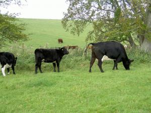 Boquhapple Bunting and Glachbeg Flossie