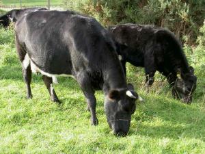 Boquhapple Bunting and Glachbeg Flossie