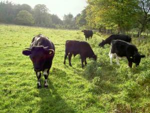 Glachbeg youngstock