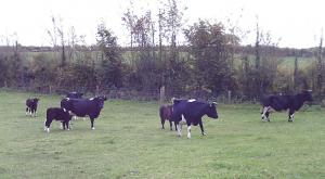 Rogiavi herd at home