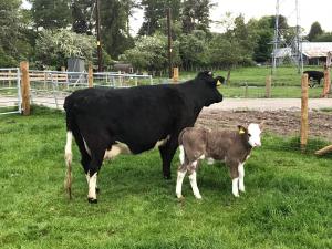 Glahbeg Ruby with Simmental calf