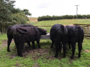 Shetland X bullocks on the right