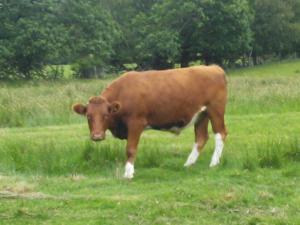 Shetland x Limousin steer