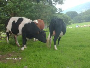 Windgates Toby with cows.