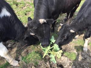 Eating cabbage