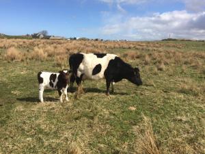 Milton Donalda with calf Milton Dora, daughter of Trondra Arrow