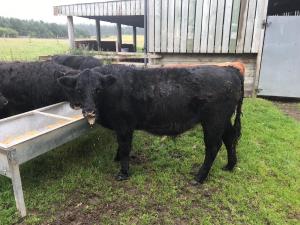 Shetland x Galloway bullock, 15 months old