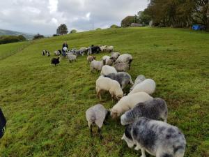 Feeding the sheep flock.