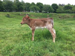 Roan calf.