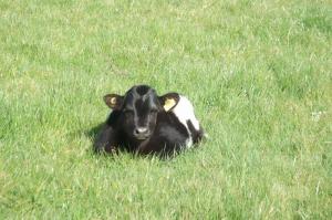 Shetland cattle from the Randolph Herd in a river meadow at Feldon Forest Farm.