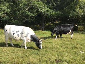 Mountainblaw Pearl and Carn Bhren Inish