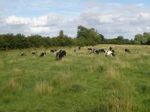 Shetland cattle from the Randolph Herd grazing one of the river meadows at Feldon Forest Farm.