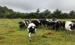 Shetland cattle from the Randolph Herd in a river meadow at Feldon Forest Farm.