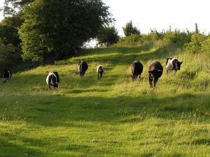Shetland cattle from the Randolph herd grazing in some permanent pasture at Feldon Forest Farm.