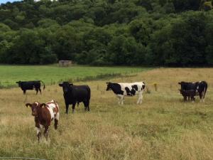 Pepperbox Hugh with cows.