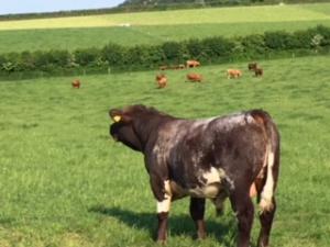 Harry the Shorthorn bull, used this year.