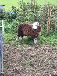 Herdwick sheep, that graze steeper ground.