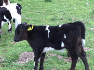 Pepperbox Lightning, this year’s bull calf out of Pepperbox May, Maggie’s daughter by Randolph Fergus.