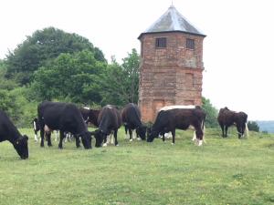 Grazing Pepperbox Hill