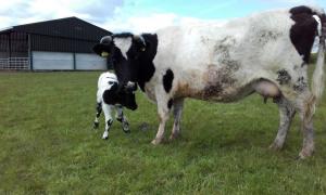 Randolph Margaret with new born bull calf at Feldon Forest Farm, May 2016.