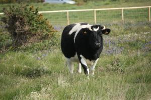 This is Nugget in our Whitepits enclosure, which is a mixture of grassland, sanddune, and heathland habitat.