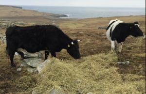 Winter feeding, Ocraquoy Gwen and Ocraquoy Grace