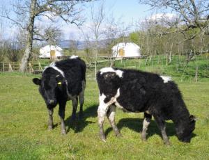 Yurts and young stock